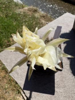 Echinopsis sindi
